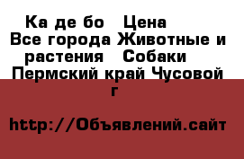 Ка де бо › Цена ­ 25 - Все города Животные и растения » Собаки   . Пермский край,Чусовой г.